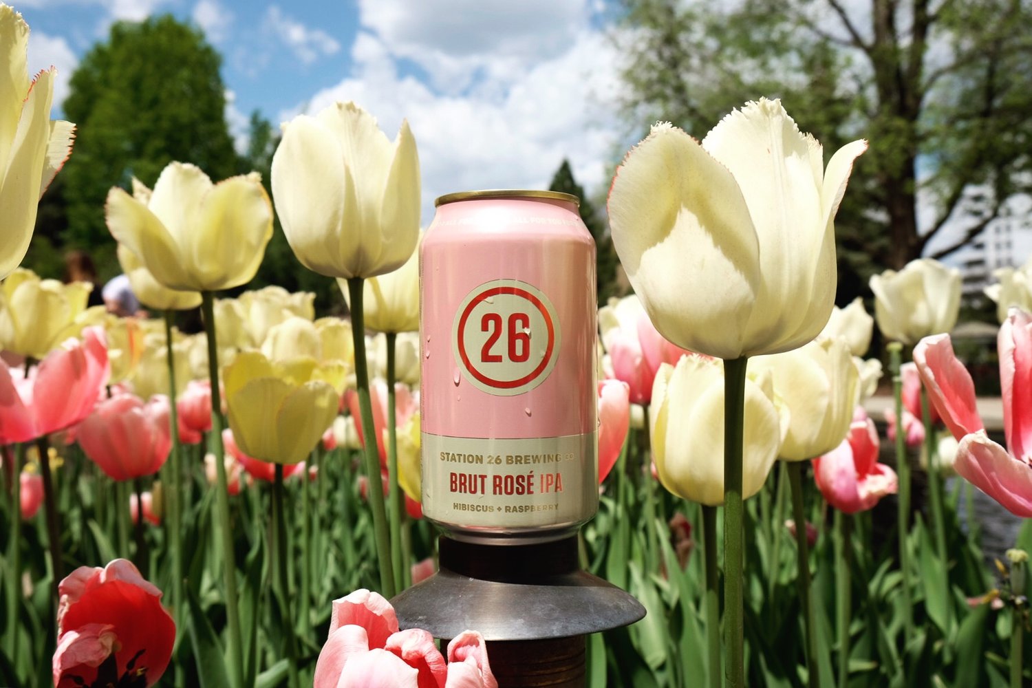Station 26 Releases Brut Rosé IPA In Cans 8 6C6D01BC-F01D-43AF-A7F8-5910AF6DF16C.JPG