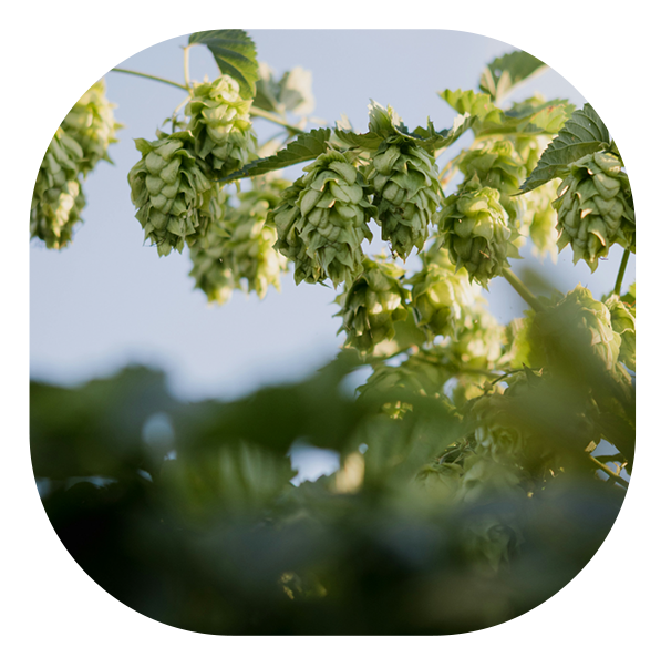 Partake Adding New Sparkling Hop Water 14 7865e8bd b3fa 4ced b384 27793c5d8d52 1
