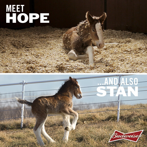Budweiser Baby Clydesdale Gets a Name - “Hope”---And Meet Stan! 9 Embedded image permalink