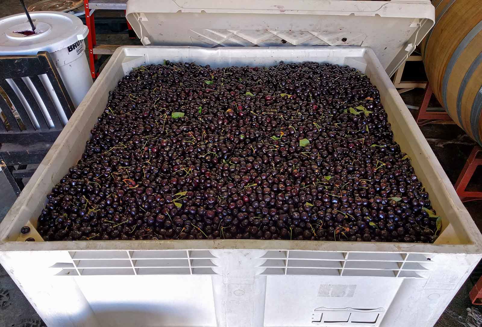 Drake’s Brewing Introduces Cherryland 10 Cherries Drakes Brewing Cherryland