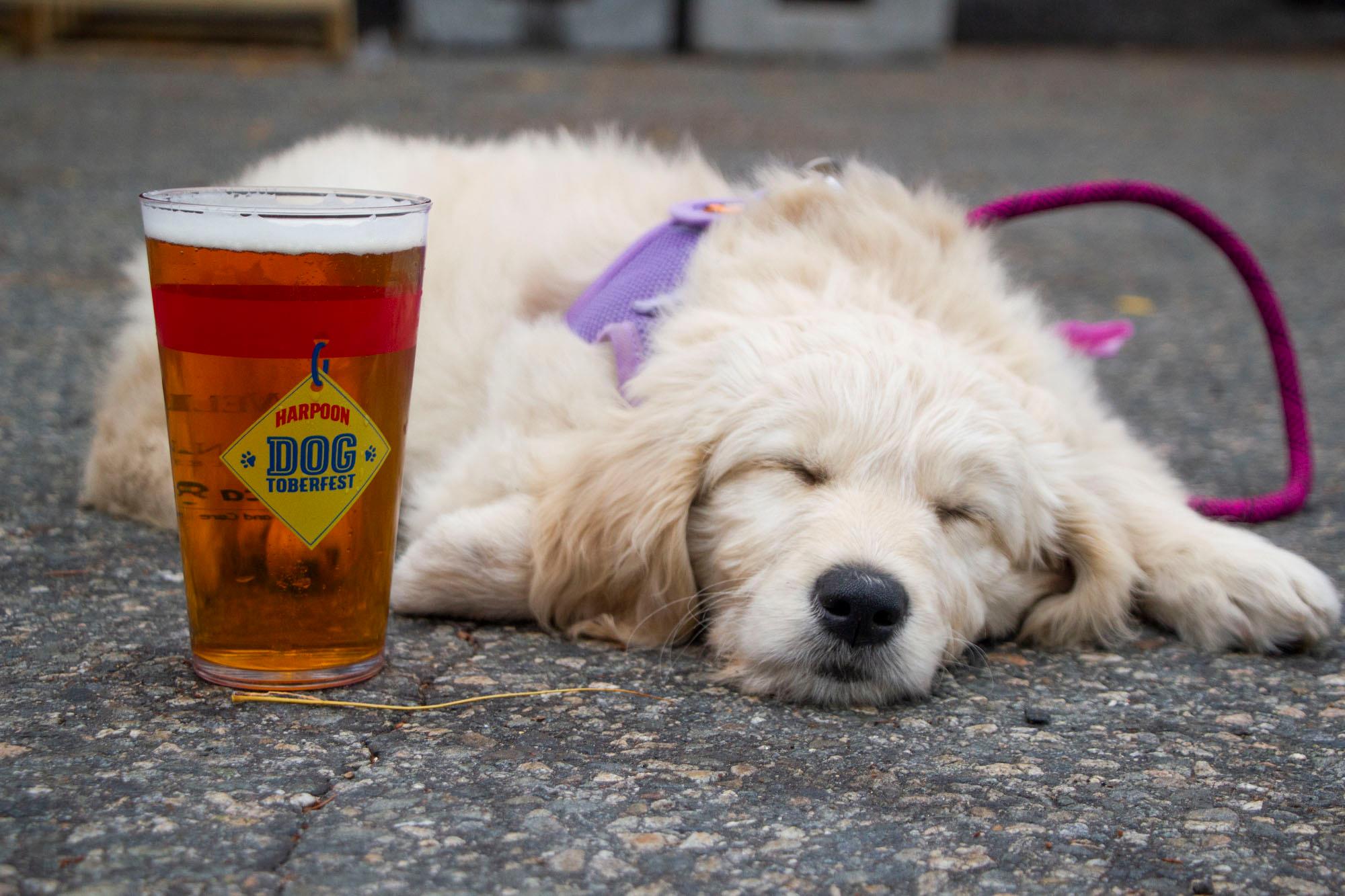 Harpoon Dogtoberfest Nominated For USA Today’s 2024 Ten Best 8 Dogtoberfest1