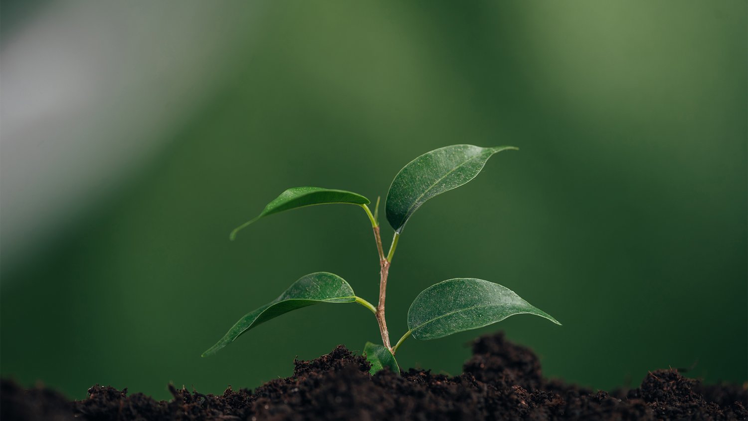 LUKI Brewery to Unveil Sustainability Metrics and Release Beer with Sustainable Grain on Earth Day 8 Earth Day 2023 No Logos