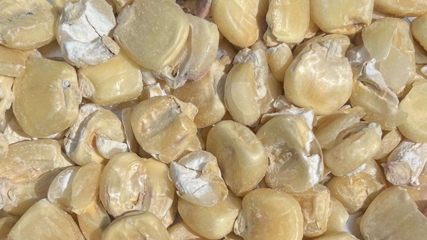 Riverbend Malt House Welcomes Hickory King Corn Malt Variety To Malted Corn Portfolio Riverbend Malt House Welcomes Hickory King Corn Malt Variety To Malted Corn Portfolio
