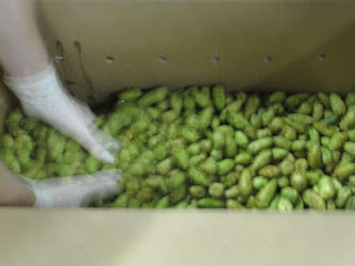Smuttynose - Herbaceous Wet Hop Ale 11 IMG 2034