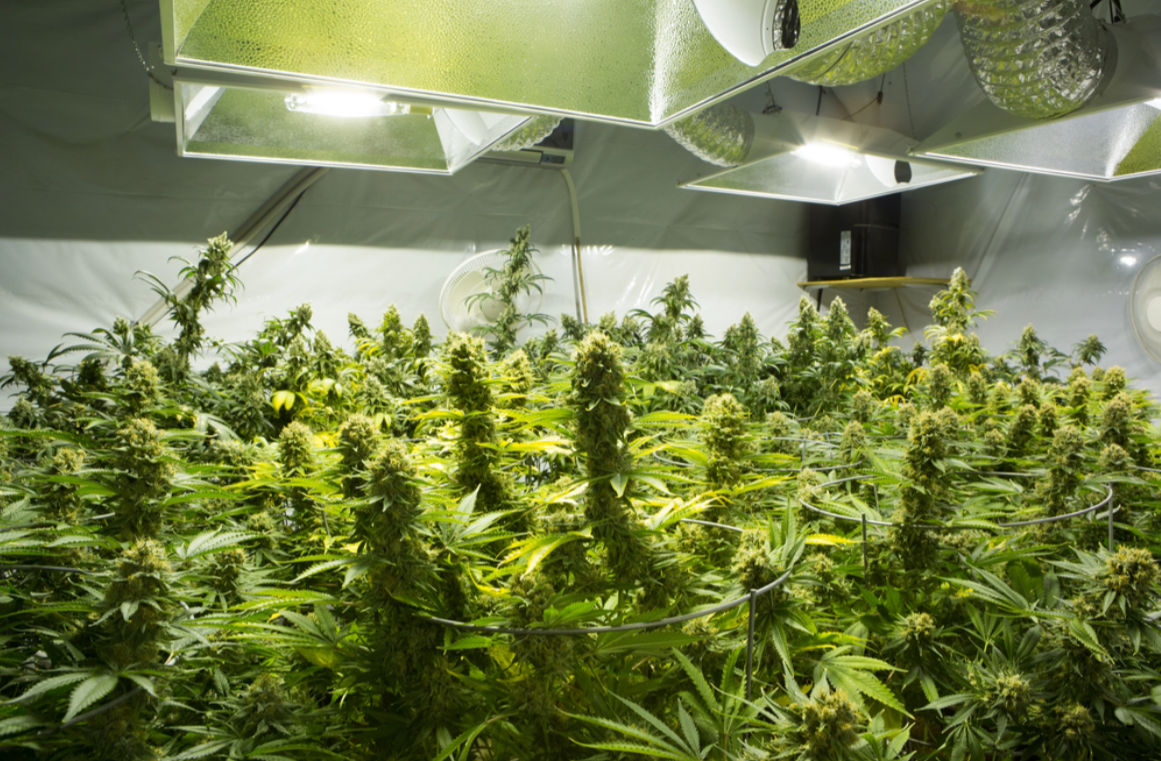 Why Growing Your Own Cannabis Is the Most Cost-Effective Way to Be a Stoner in 2024 8 apost 414