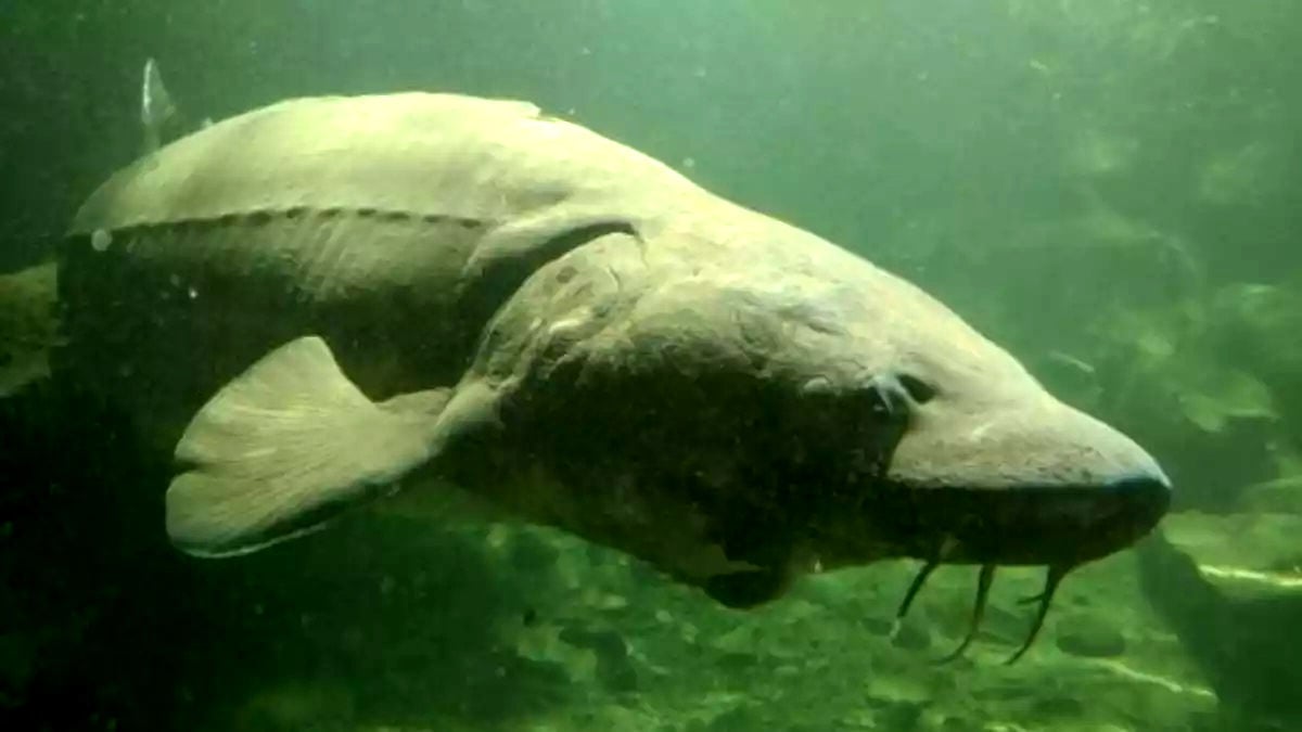 Ferment Brewing & Oregon Wildlife Foundation Celebrate Herman The Sturgeon With New Beer 8 apost1 66