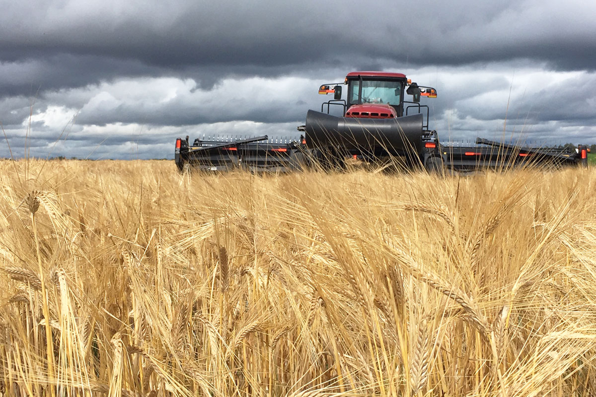 How New Tariffs May Impact Your Brewery 9 barley harvester with ominous sky
