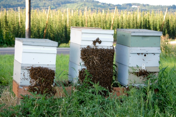 7,156,839 Greet John Maier For Rogue’s Honey Harvest 8 The Rogue Farms Honeybees in beard formation to welcome the Beard.