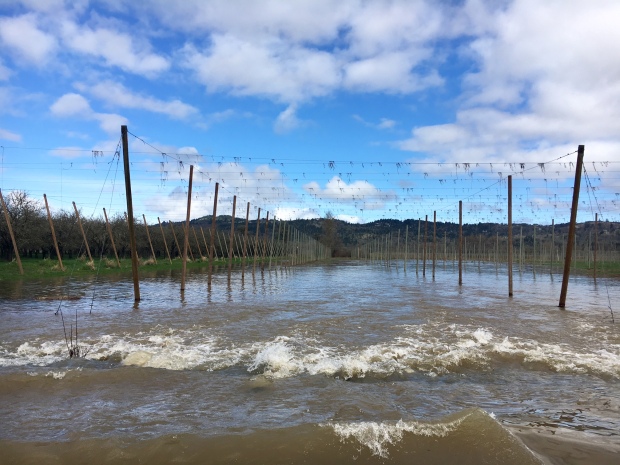 Rogue Farms Under Flood Water - Evacuation Underway 13 Flood March 1