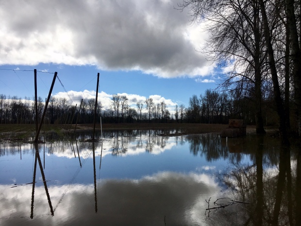 Rogue Farms Under Flood Water - Evacuation Underway 11 Flood March 2