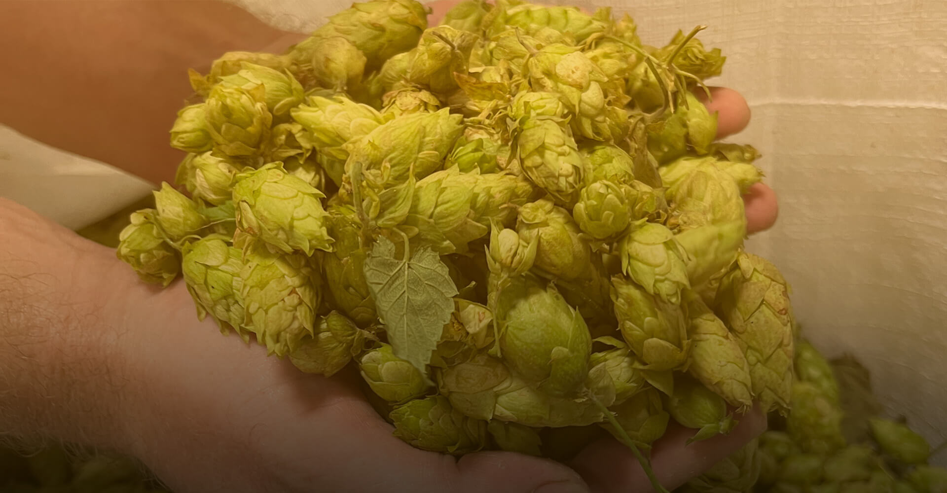 The Art Of Fresh Hop Beer 1 hop handful