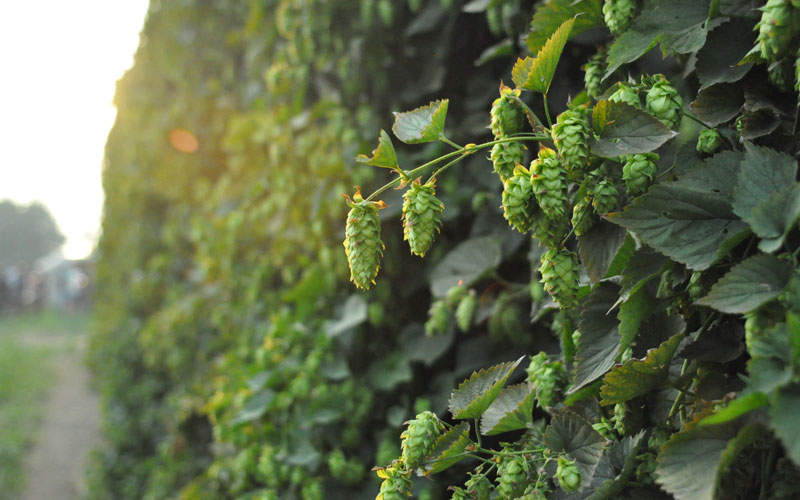 Brewers Association Announces 2019 Research Grants 10 Brewers Association Awards 2019 Research Grants