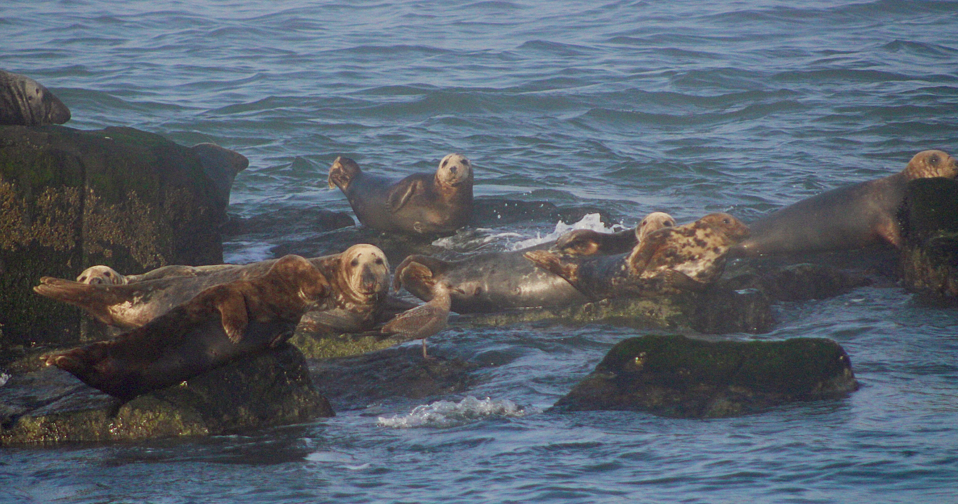 Dogfish Head: Sandpipers, Seals and Scoters…Oh My! Delmarva BirdINNg Weekends Are Here! 15 a handful of harbor and grey seals sitting on top of rocks in the ocean