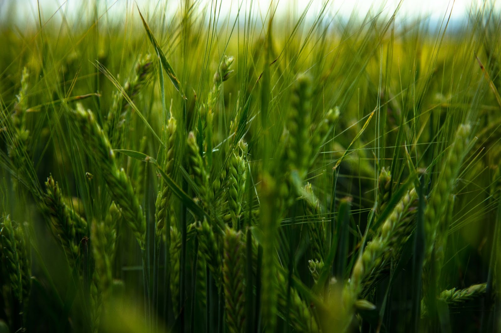 Root Shoot Malting: New Grains Will Change and Sustain the Craft Brewing and Distilling Industries 8 rj7Nc KLzXQ4voRQ1igCeAychsS3aZJwkEJTk1iWzG1TNIFNJcl0tiy5tdNZF4qEYiOQCfyyDKaQ4Hq
