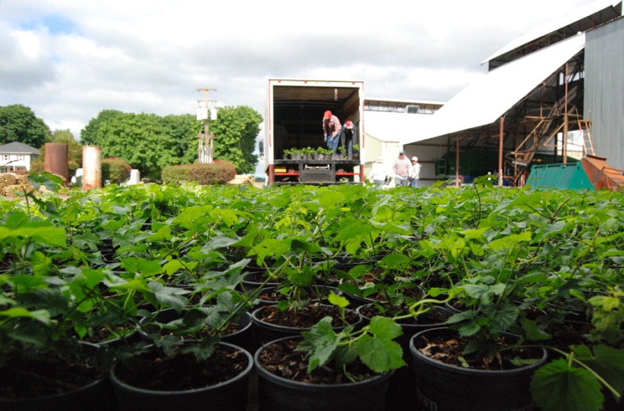 Rogue Farms Adding 10-Acres of Adair & Keven Hops 10 Unloading Rhizomes 1