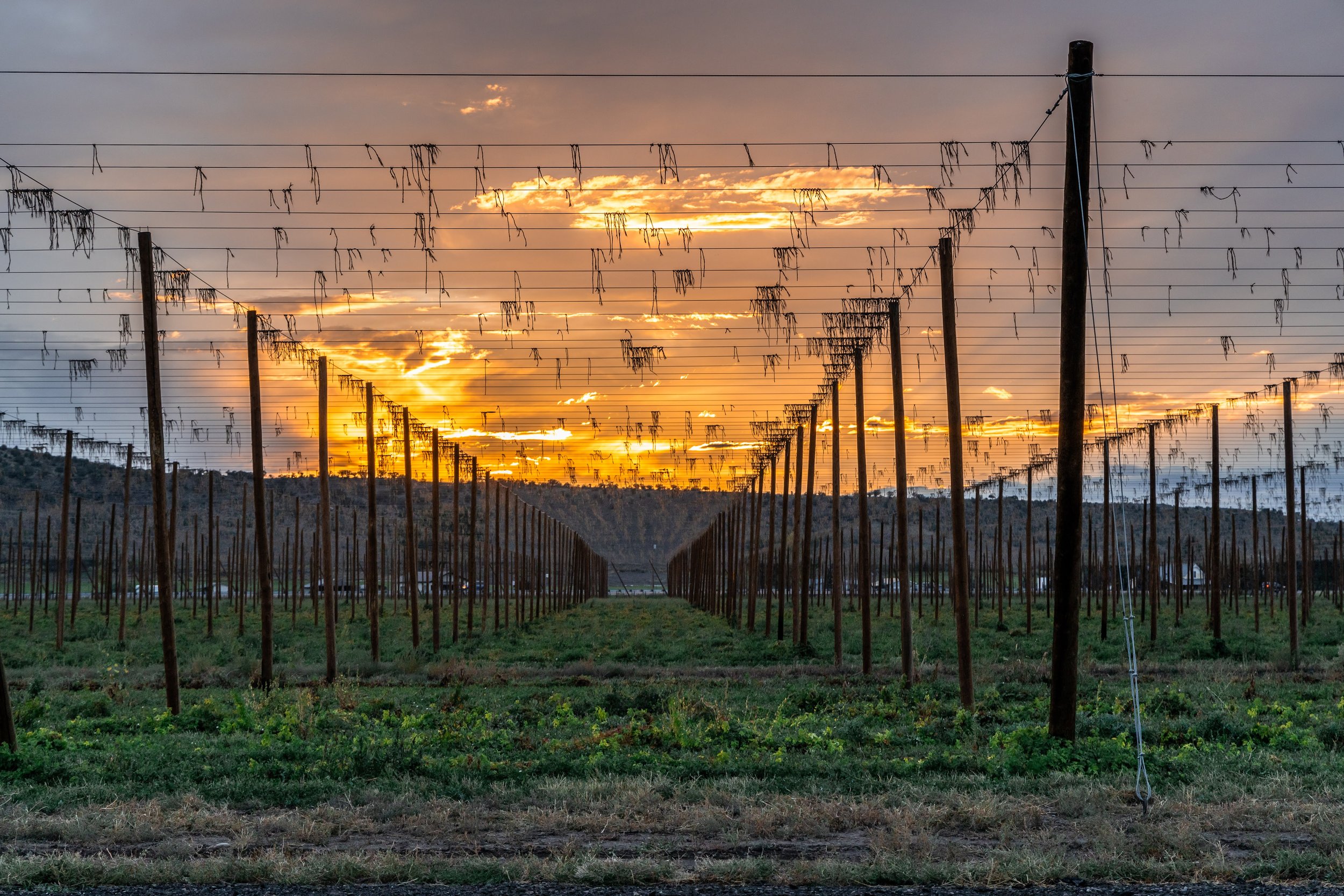 Billy Goat Hop Farm Opens Down at the Hop Yard Campground, Announces Fridays On The Farm Billy Goat Hop Farm Opens Down at the Hop Yard Campground, Announces Fridays On The Farm