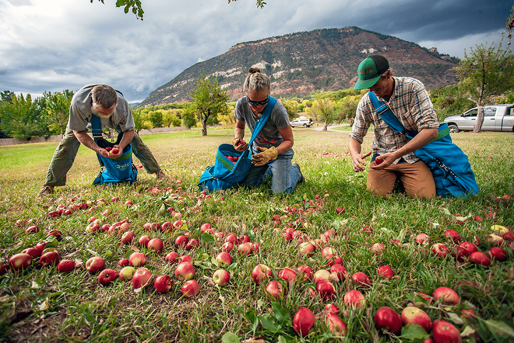Fenceline Cider 2024 Community Pick Is Open