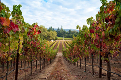 Dry Creek Valley’s 60-Plus Wineries Come Together to Launch Tasting Room Fundraisers to Support Sonoma County Neighbors