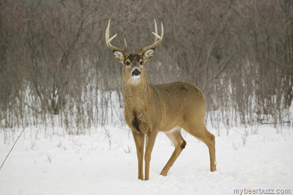 August Schell Seeking Help Finding Person Responsible for Shooting Penned White-Tail Buck
