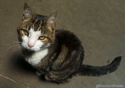 Brooklyn Brewery’s Cat Monster Passed Away