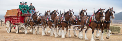 Budweiser Clydesdales Make Surprise Delivery to Colorado Horse Shelter