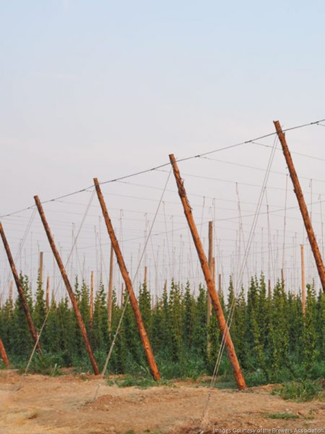 Brewers Association Announces 2019 Research Grants