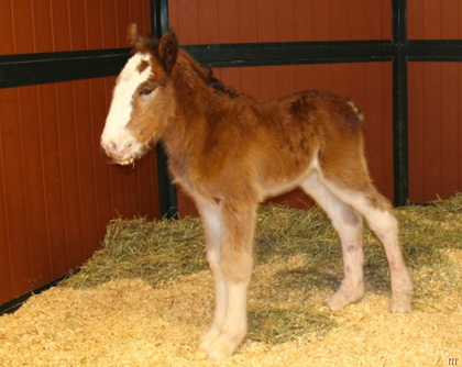 Budweiser Welcomes The Newest Clydsdale – Mac (aka Macro)