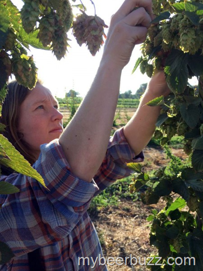 Sudwerk Wet Hop Lager Plants Seeds for Norcal Hop Farming Growth