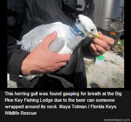 Gulls & Herrings Found in FL w/Beer Cans Around Their Neck