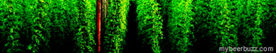 USDA “Organic” Hop Exception Expires Jan 2013