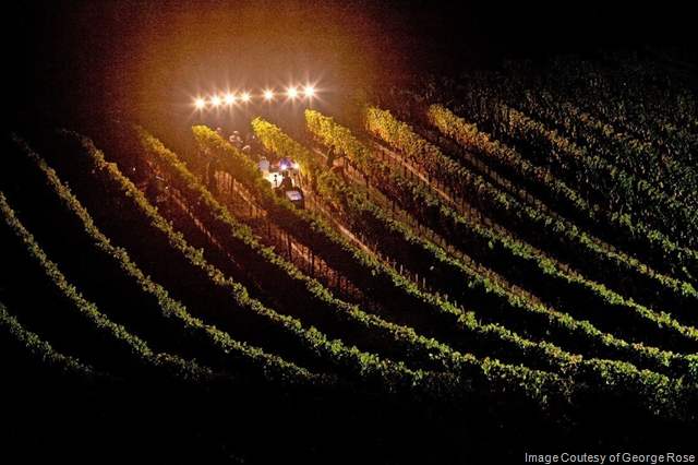 California Wine 2017 Harvest Report