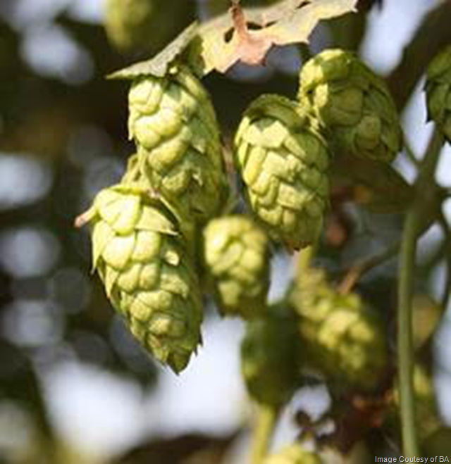 Brewers Association Funds Public Hop Breeding Program