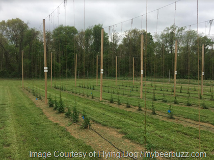 Flying Dog Brewery & University of Maryland Partner on Hops Production Initiative