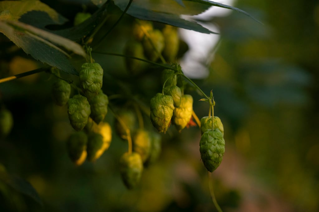 Westwood Farms Debuts Regenerative Brand Rooted In Legacy, Craft & Collaboration 