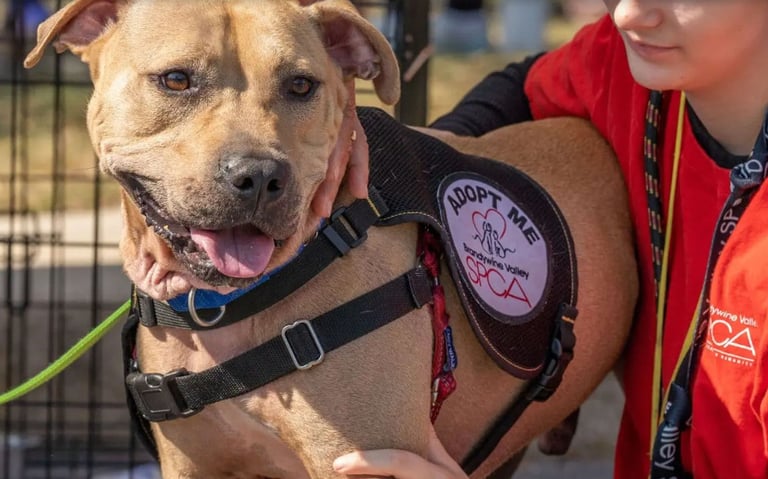 2025 Dogfish Head Pints To Pups