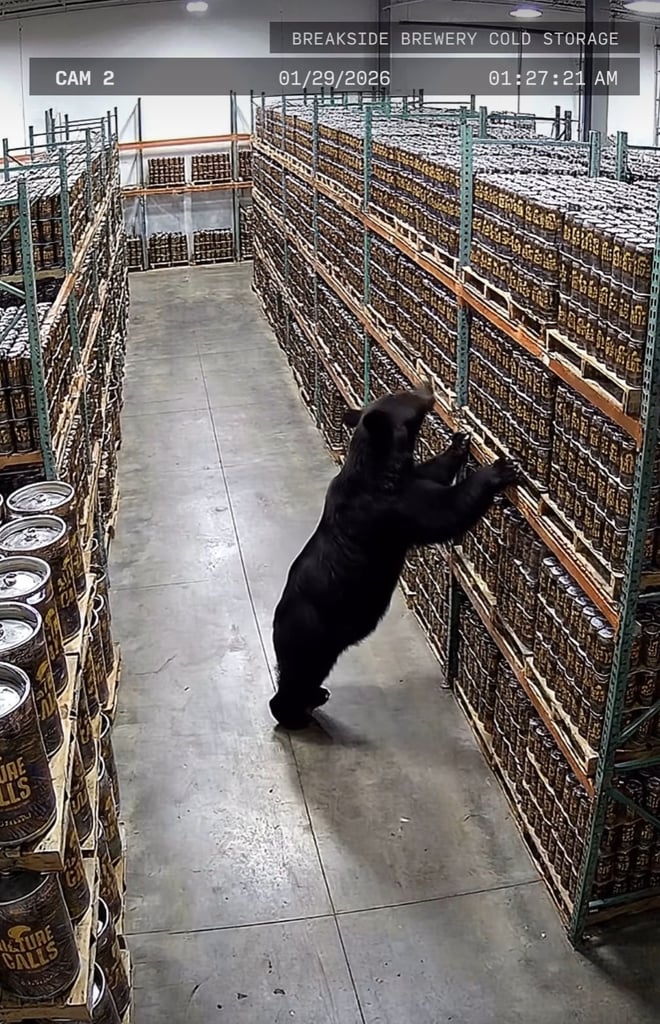 Nature Calls: Breakside Brewery’s Bear Scat Lager
