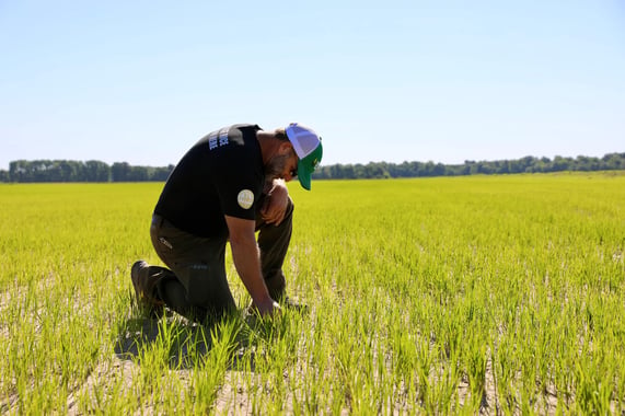 Anheuser-Busch Grants $200,000+ to Support Rice Research