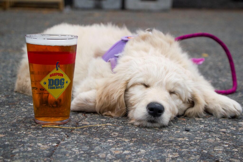 Harpoon Dogtoberfest Nominated For USA Today’s 2024 Ten Best