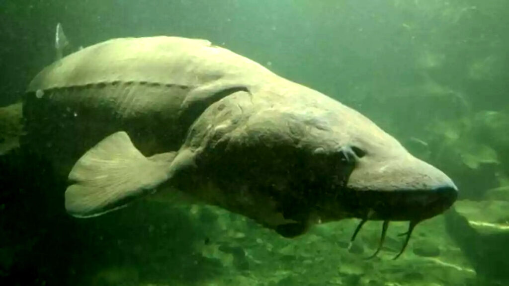 Ferment Brewing & Oregon Wildlife Foundation Celebrate Herman The Sturgeon With New Beer