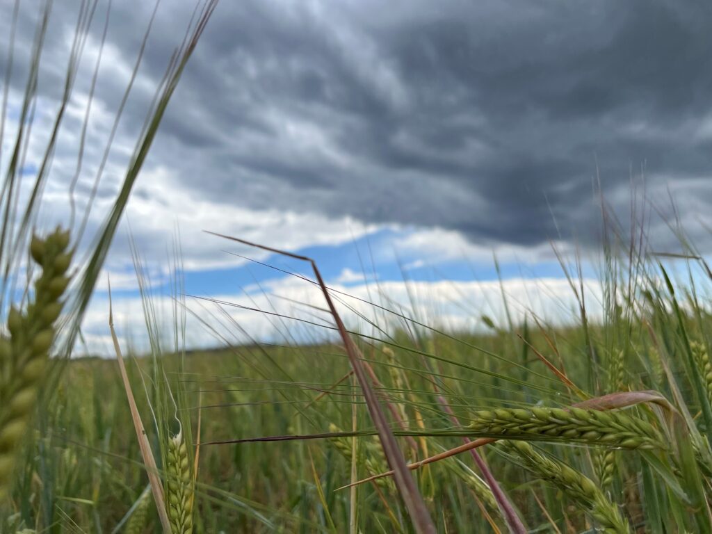 Smarter farming, better barley: How Molson Coors gets the ‘best brewing barley in the world’