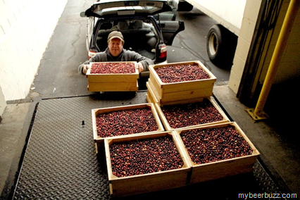Mystic Brewery “Three Cranes Cranberry Saison” Has Begun
