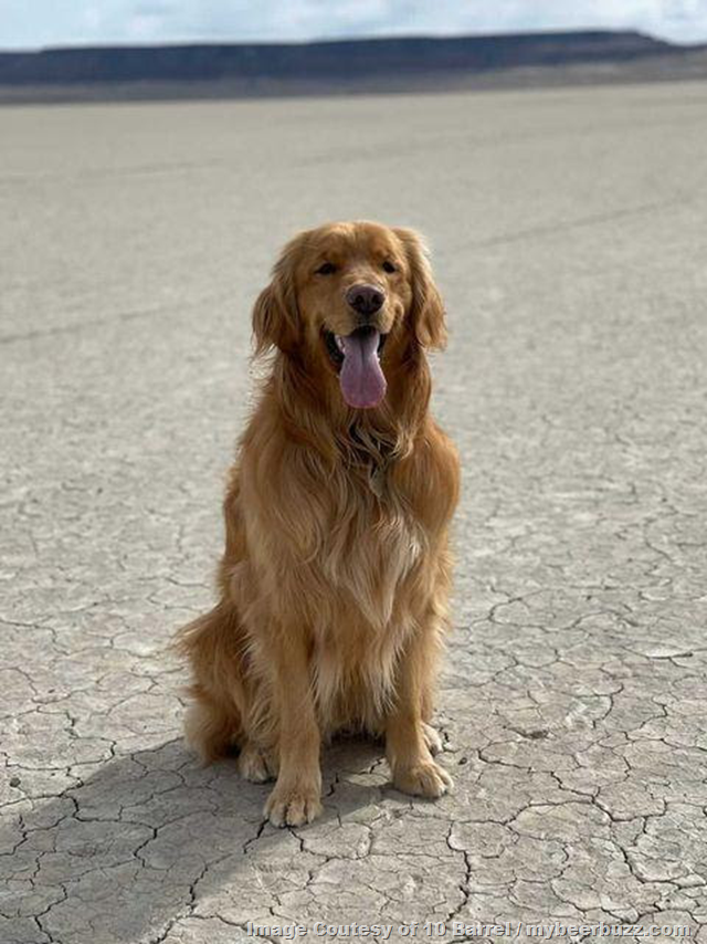 Bring your Best Friend to a 10 Barrel Pub to Celebrate National Dog Day