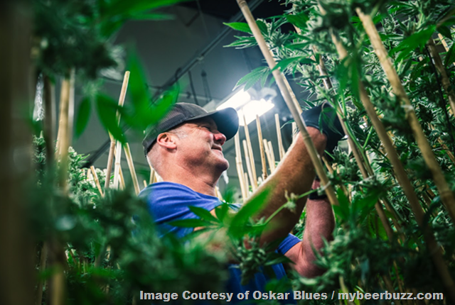 Craft Beer Trailblazer Dale Katechis Joins Veritas Fine Cannabis to Drive Strategic Growth
