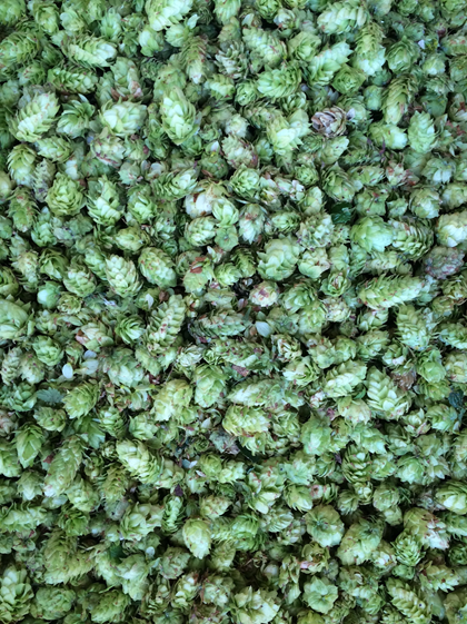 Santa Fe Brewing Releasing 2nd Native Wet-Hopped Beer 9/30