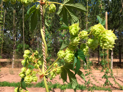 Santa Fe Brewing Releasing Native New Mexico Hopped Beer 9/9