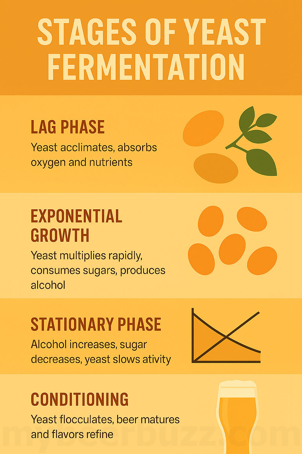 Yeast in Brewing: Strains, Fermentation Science, and How It Shapes Beer ...