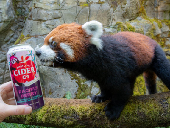 Portland Cider Co. Welcomes Oregon Zoo’s New Red Pandas With Special-Edition Pacific Berry